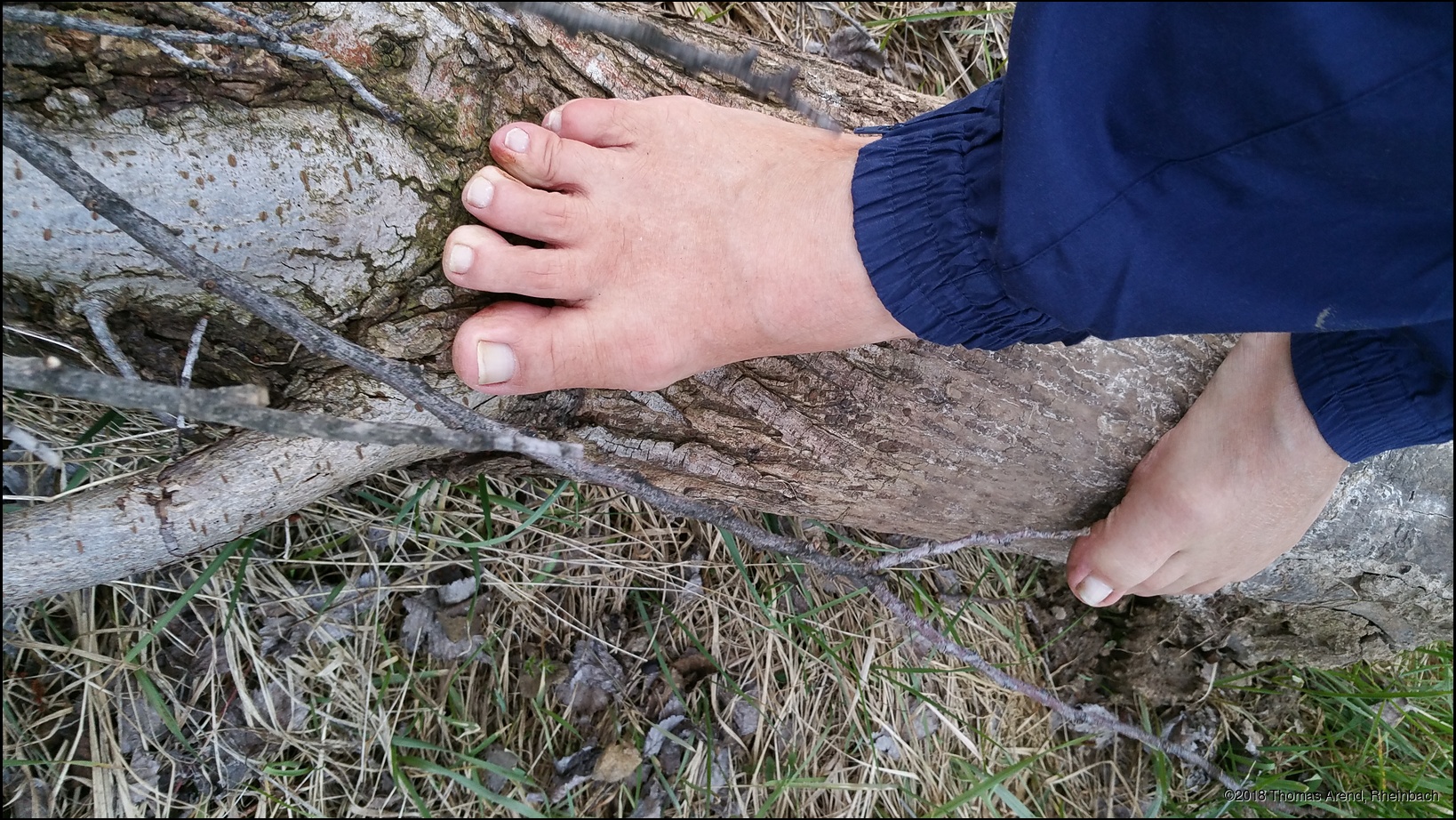 Baustamm am Wegesrand